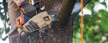 Best Tree Cabling and Bracing  in Elkton, VA