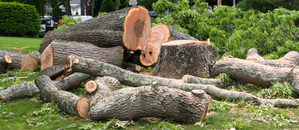 Best Tree Disease Treatment  in Elkton, VA