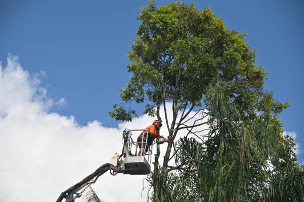 Best Seasonal Cleanup (Spring/Fall)  in Elkton, VA