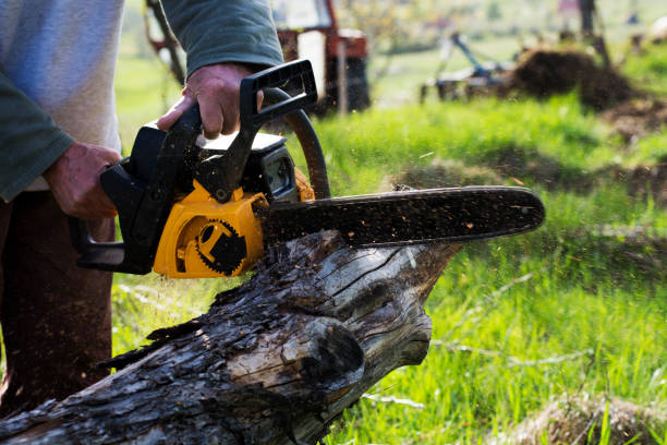 Best Stump Grinding and Removal  in Elkton, VA