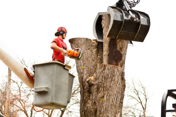 Best Tree Preservation Services  in Elkton, VA